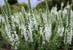 Veronica: herbaceous plant for open ground