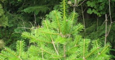 Korean fir (80 photos): types and care Serbian fir